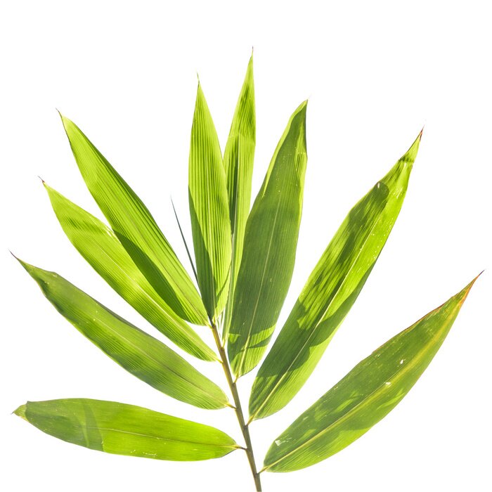 Fototapete Bambusblatt auf weißem Hintergrund