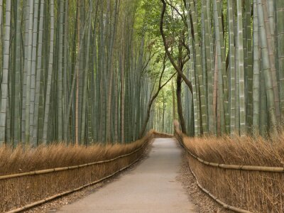 Fototapete Bambushain und Natur