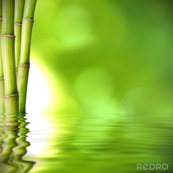 Fototapete Bambushalme im Wasser