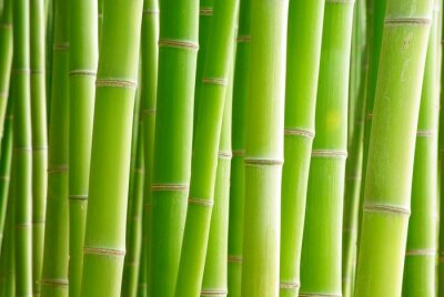 Bambushalme in Grün