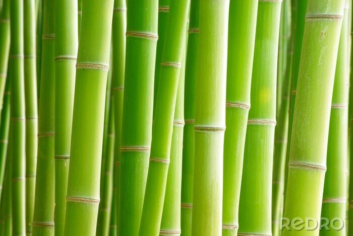 Fototapete Bambushalme in Grün