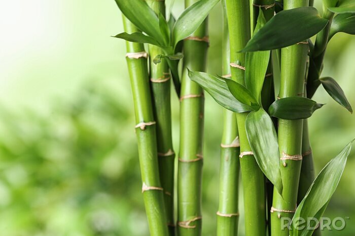 Fototapete Bambuspflanzen auf grünem Hintergrund