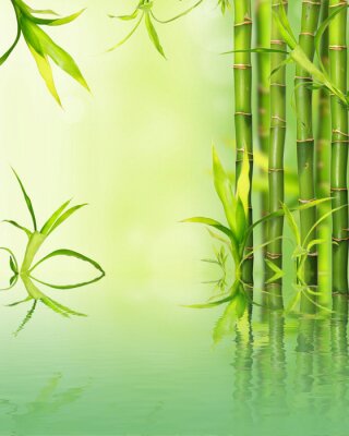 Fototapete Bambusse auf grünem Hintergrund