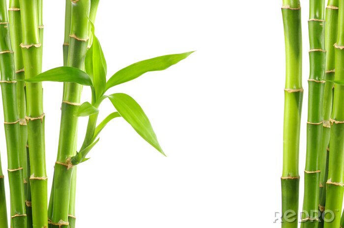 Fototapete Bambusse auf weißem Hintergrund