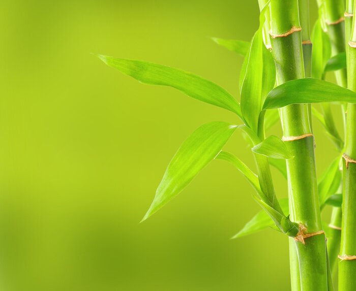 Fototapete Bambussprossen und -blätter