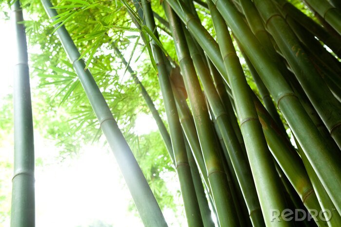 Fototapete Bambusstämme im Wald