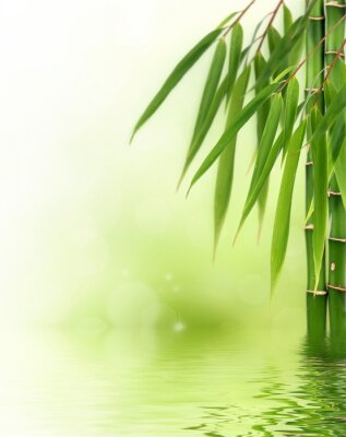 Fototapete Bambusstängel im Wasser