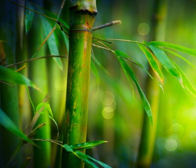 Bambusstängel in Nahaufnahme