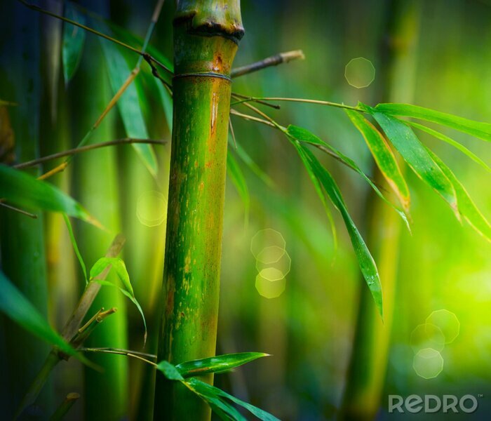 Fototapete Bambusstängel in Nahaufnahme
