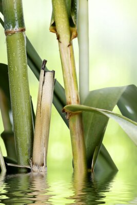 Fototapete Bambusstangen im Wasser