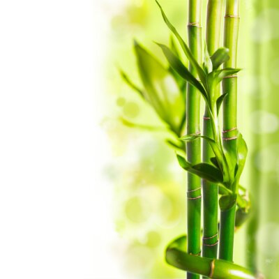 Fototapete Bambusstenge auf grünem Hintergrund