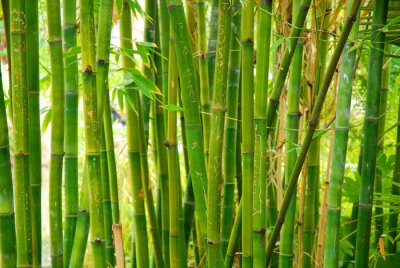 Fototapete Bambusstengel im Wald