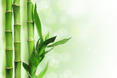 Fototapete Bambusstengel mit Blättern