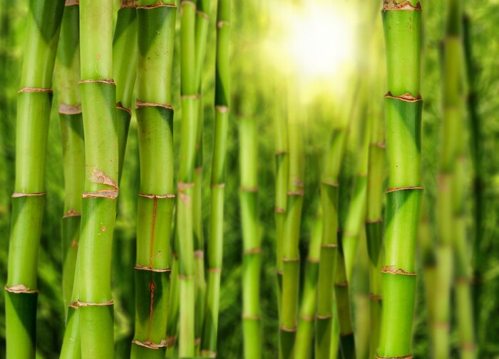 Fototapete Bambusstengel und Sonne