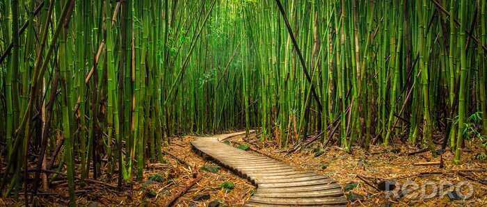 Fototapete Bambuswald