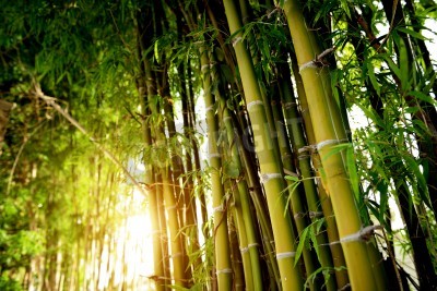 Fototapete Bambuswald im Dschungel