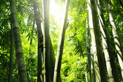 Fototapete Bambuswald in der Sonne