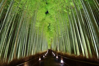 Fototapete Bambuswald in Japan