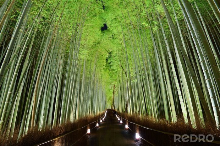 Fototapete Bambuswald in Japan