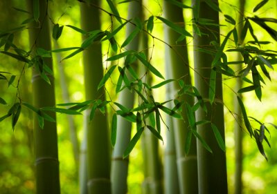 Fototapete Bambuswald japanisch