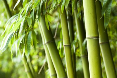 Fototapete Bambuswald mit Blättern