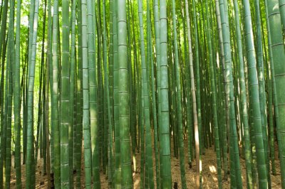 Fototapete Bambuswald und Sonne