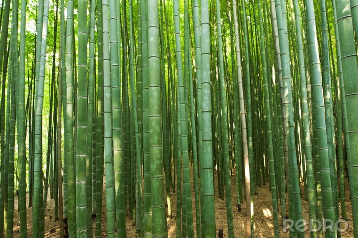 Fototapete Bambuswald und Sonne