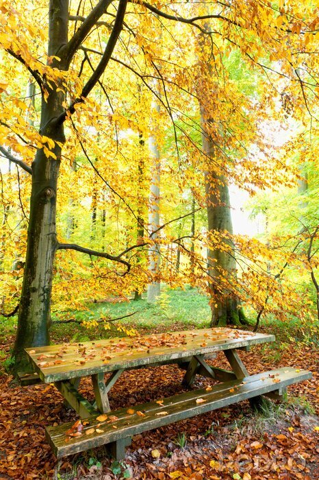 Fototapete Bank zwischen den Herbstbäumen