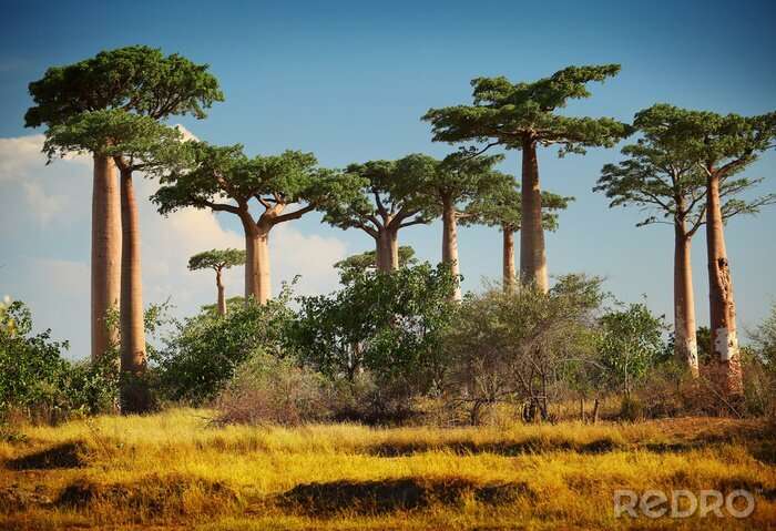 Fototapete Baobab in Afrika