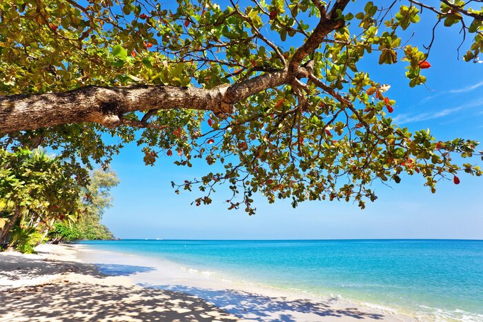 Fototapete Baum am Strand