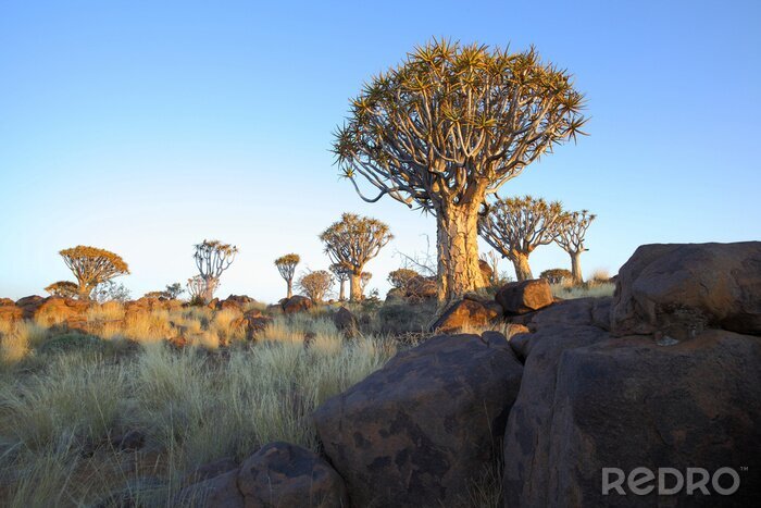 Fototapete Baum auf Felsen