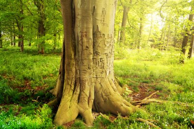 Fototapete Baum im grünen Wald an einem sonnigen Tag