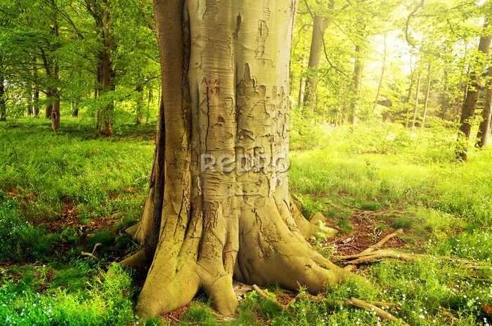 Fototapete Baum im grünen Wald an einem sonnigen Tag
