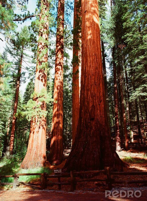 Fototapete Baum im Nadelwald