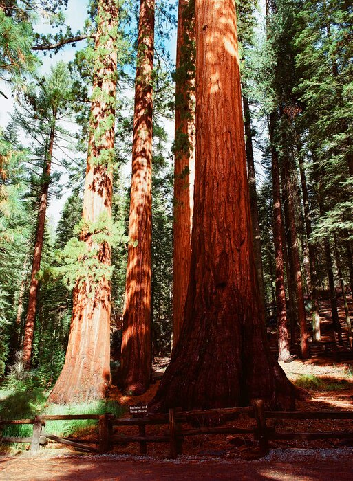 Fototapete Baum im Nadelwald