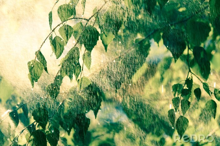Fototapete Baum im Regen