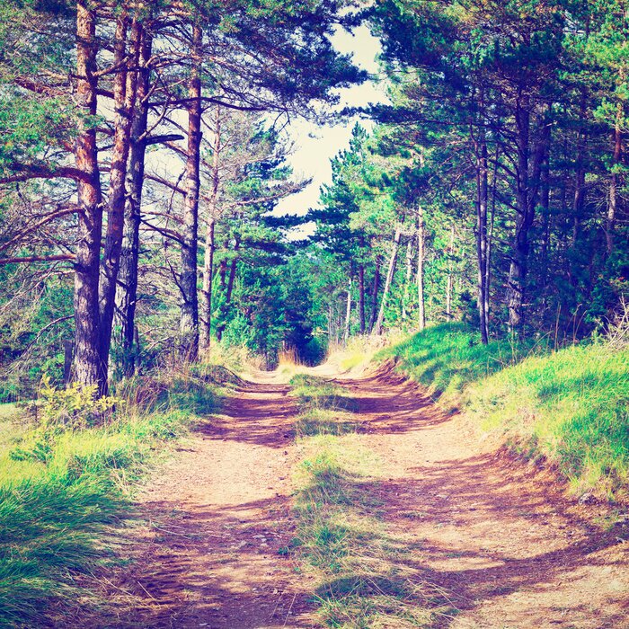 Fototapete Baum im Vintage-Stil