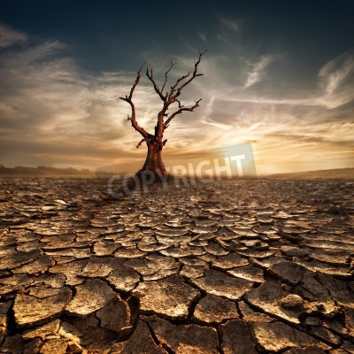 Fototapete Baum in der Wüste