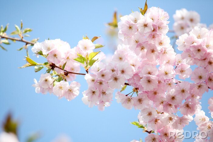 Fototapete Baum mit Blumen