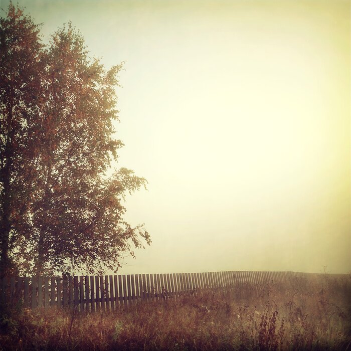 Fototapete Baum mit Nebel im Hintergrund