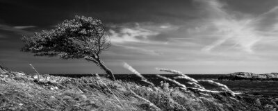 Fototapete Baum schwarz-weiß Fotografie