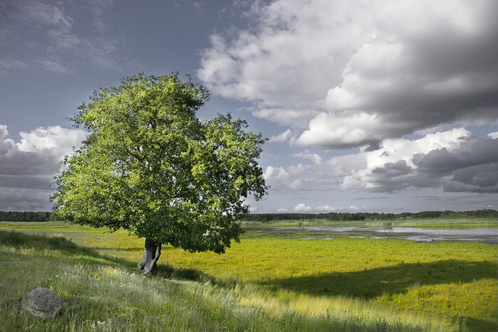 Fototapete Baum und Natur