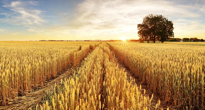 Fototapete Baum- und Weizenfeld