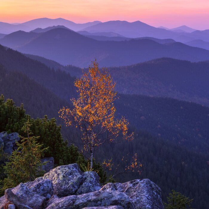 Fototapete Baum vor dem Hintergrund der Berge
