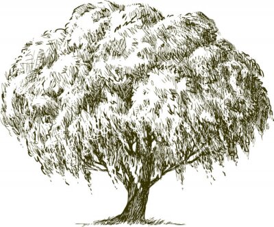Fototapete Baum Weide