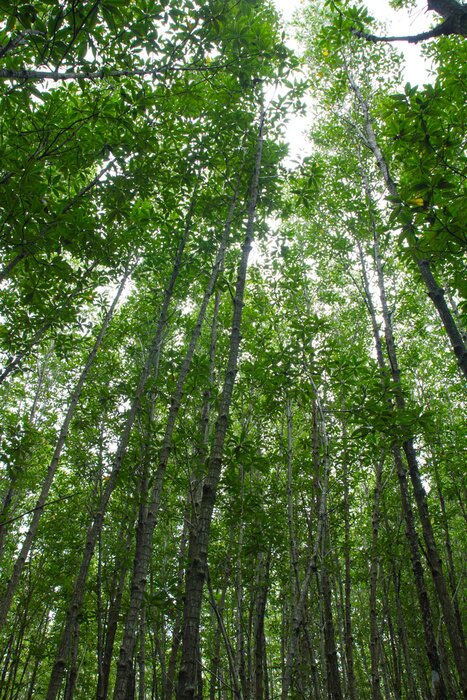 Fototapete Baumkronen von unten gesehen