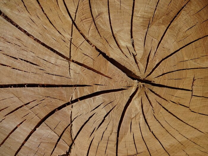 Fototapete Baumstamm im Makromaßstab