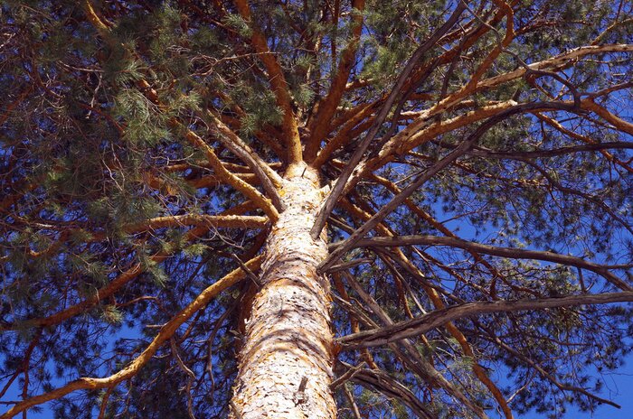 Fototapete Baumzweige von unten gesehen