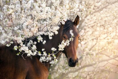 Fototapete Bay stallion portrait on spring blossom tree