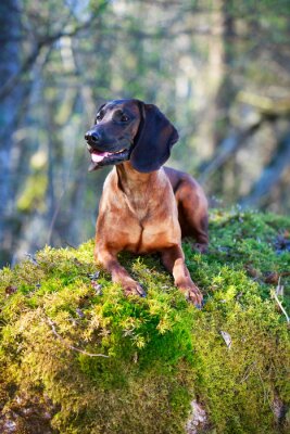 Bayerischer Gebirgsschweißhund auf einem Felsen
